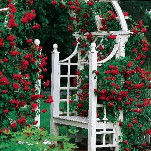 rose vines