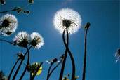 Dandelion (weed wars)