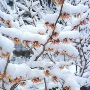 Witch Hazel