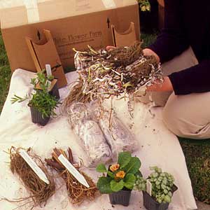 planting bare-root plants