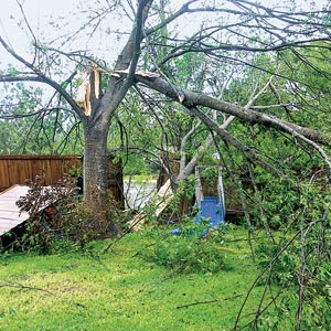 a hurricane-damaged tree