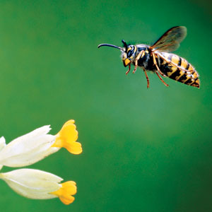 a yellow jacket