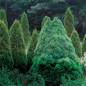 conifers