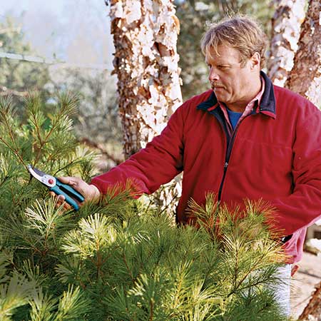 landscape contractor Roger Cook