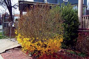 Forsythia in Winter