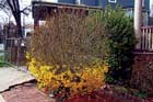 Forsythia in Winter