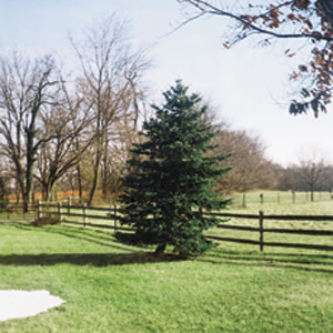 leaning tree
