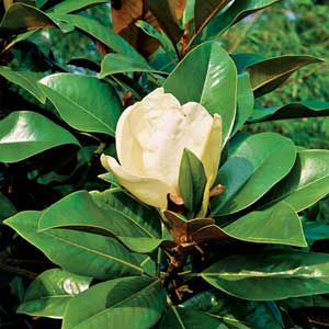 Magnolia Grandiflora