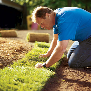 Sod or Seed