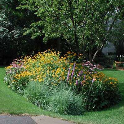 rain garden