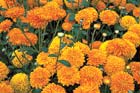 Best Plants for a Healthy, Organic Garden