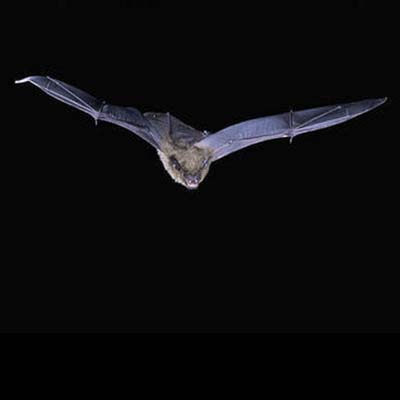 big brown bat