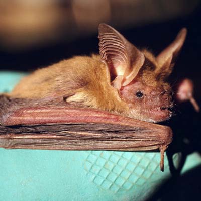 Eastern Red Bat