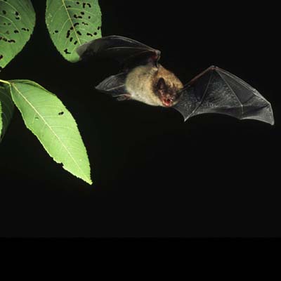 little brown bat