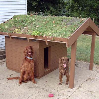 a green roof dog shelter