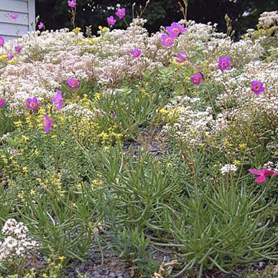 hire a pro when using an extensive green roof system