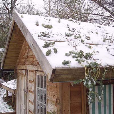 moss sedums are great for snow covered roofs