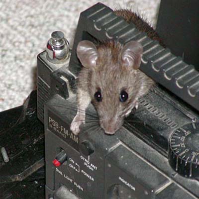 rat in attic 