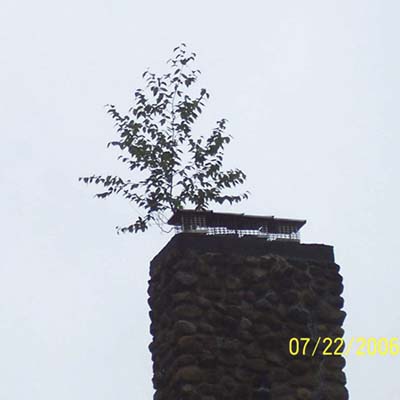 plants on a rooftop 