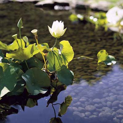 pond with plants in it