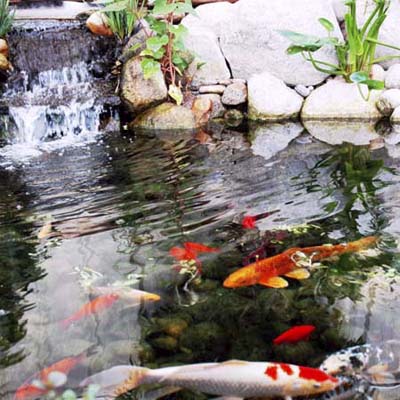 Koi fish pond with small waterfall