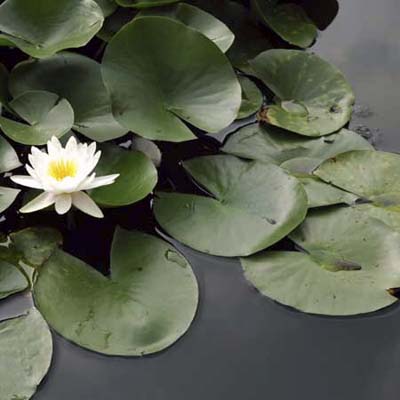 Lilly pads and flower in pond