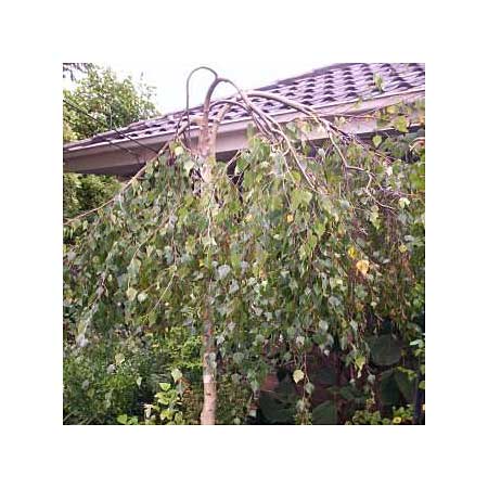 weeping birches grow shorter and wider than the species