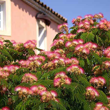 a pink-flowering mimosa tree loves hot and dry weather with free-draining soil
