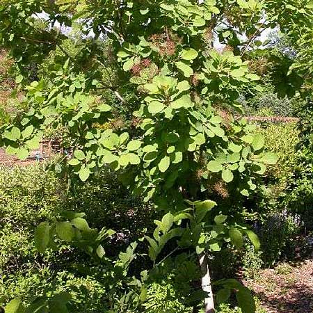 a southeast native smoke tree tolerates dry, acidic soil
