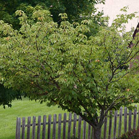 the colorful Japanese cherry tree is perfect and manageable during all four seasons.