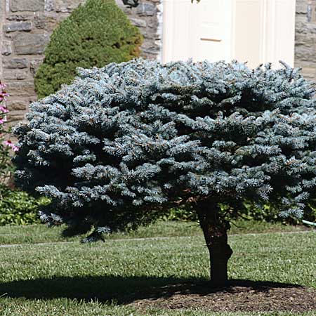 dwarf blue spruce