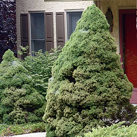 the dwarf Alberta spruce's pyramidal form enhances the garden's geometry
