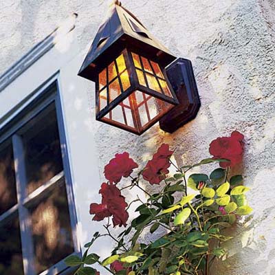 Light falls on  the pink tea roses 