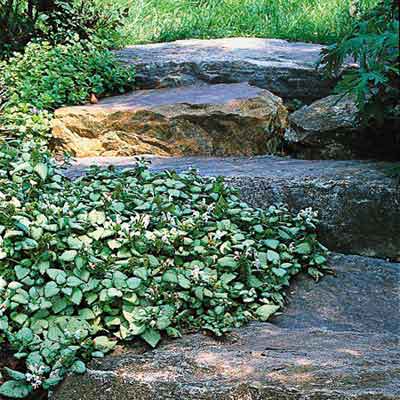 flower beds on stone edges