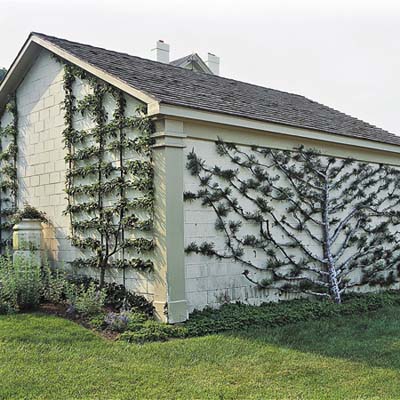 climbing plants include apple trees and a lacebark pine espaliered in geometric and fanlike shapes against walls