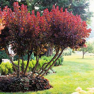 The burgundy hues in this multistemmed smoke bush and the coral bells around its base make for a stunning focal-point planting