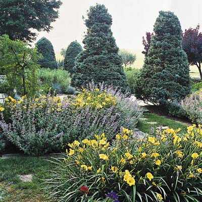 the arching foliage and yellow trumpets of the daylilies and the soft blue spires of the catmint combine for a dynamic pairing