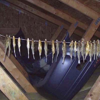 fish hanging in the attic