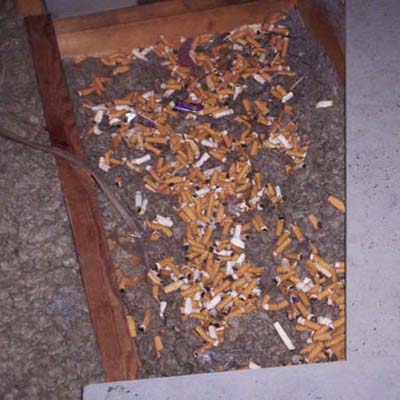 cigarette butts strewn on top of insulation