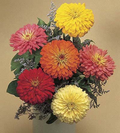 Common Zinnia