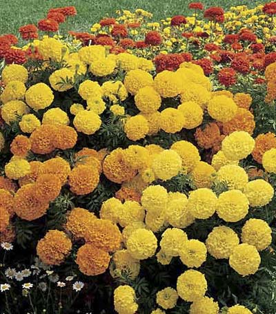 Marigold