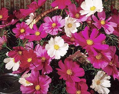 Cosmos