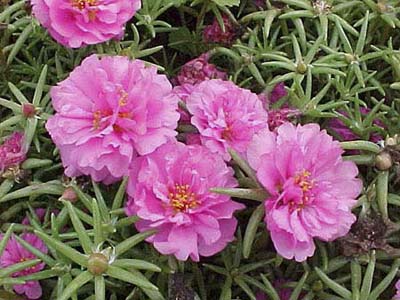 Moss Rose
