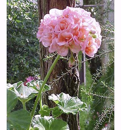 Common Geranium