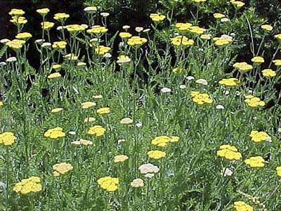 Yarrow 'Coronation Gold'