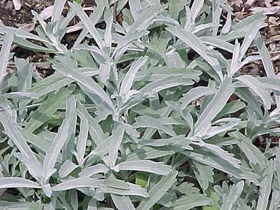 Artemisia Silver Queen