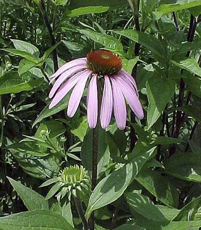 Purple Coneflower