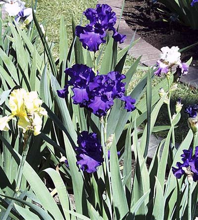 Tall Bearded Iris 