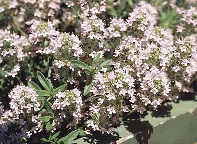 Common Thyme
