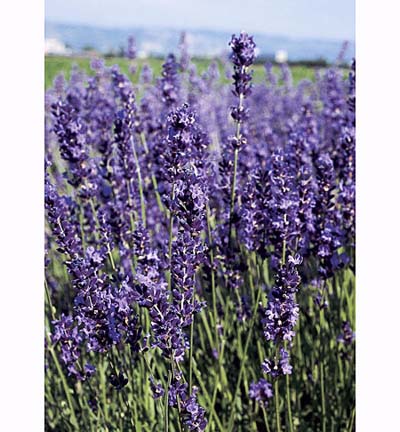 Lavender